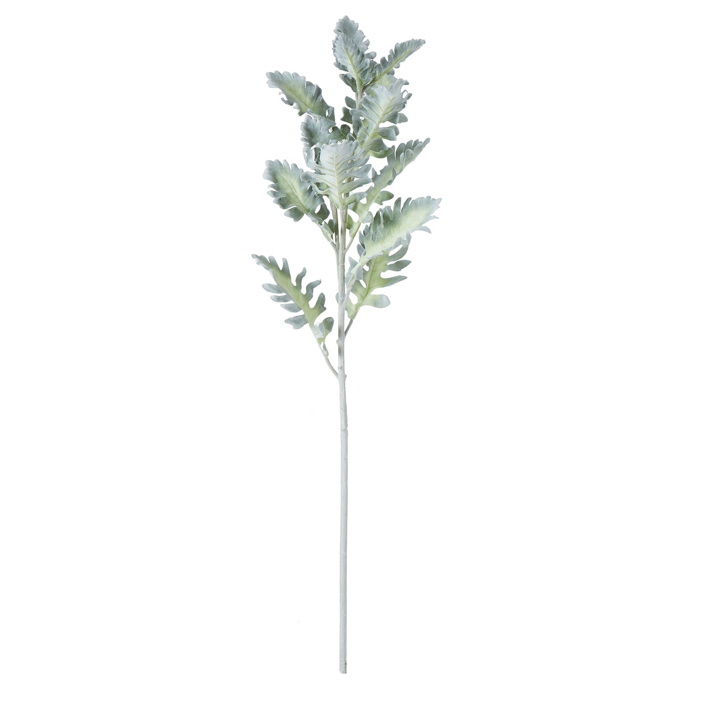Dusty Miller Stem