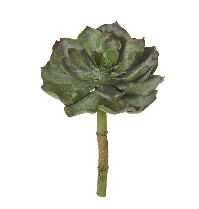 Allegra Echeveria - Green/Burgundy
