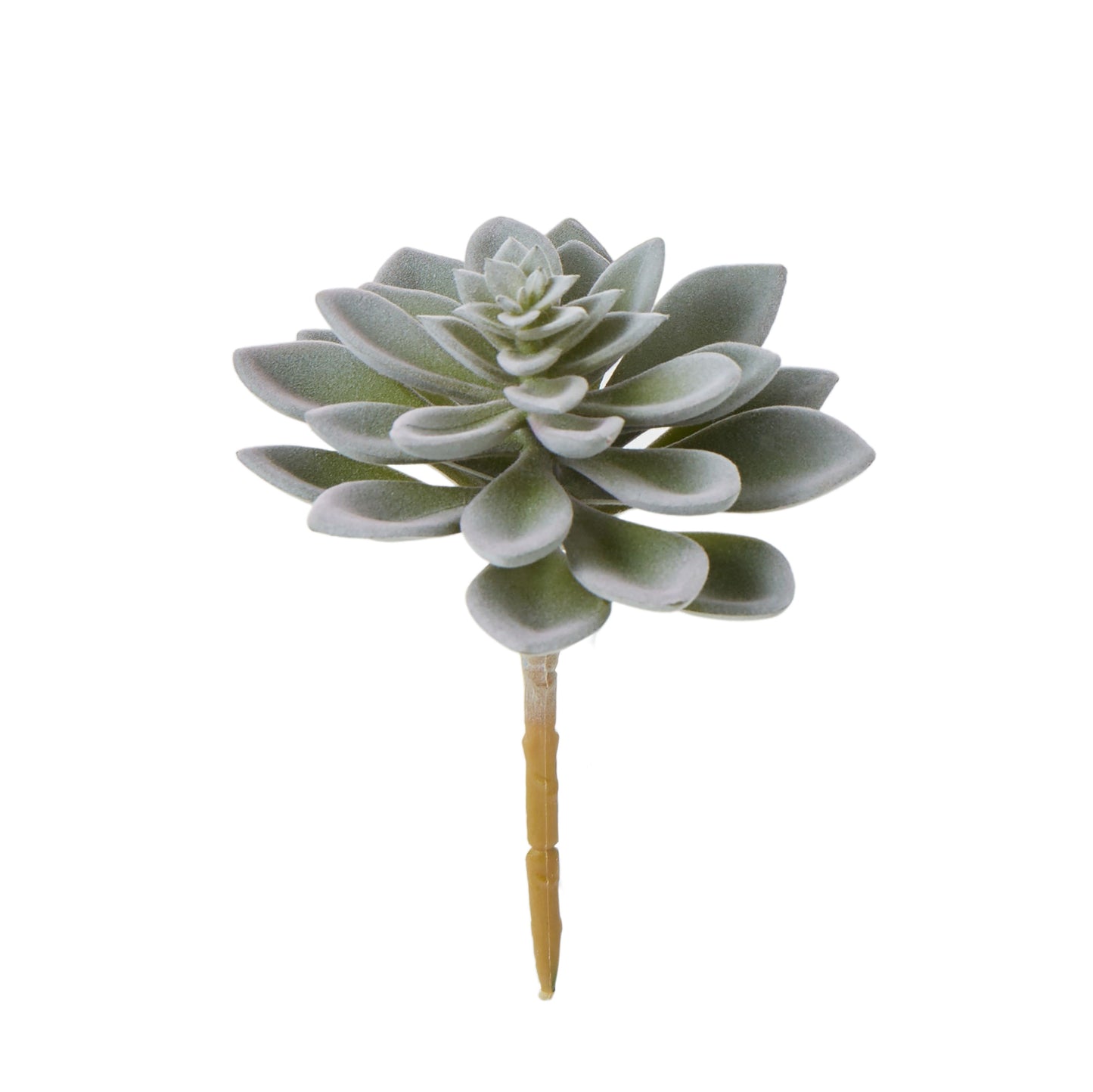 Echeveria Succulent 14cm