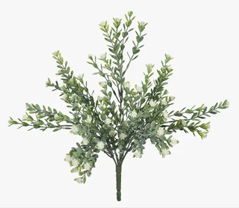 Babys Breath Bush