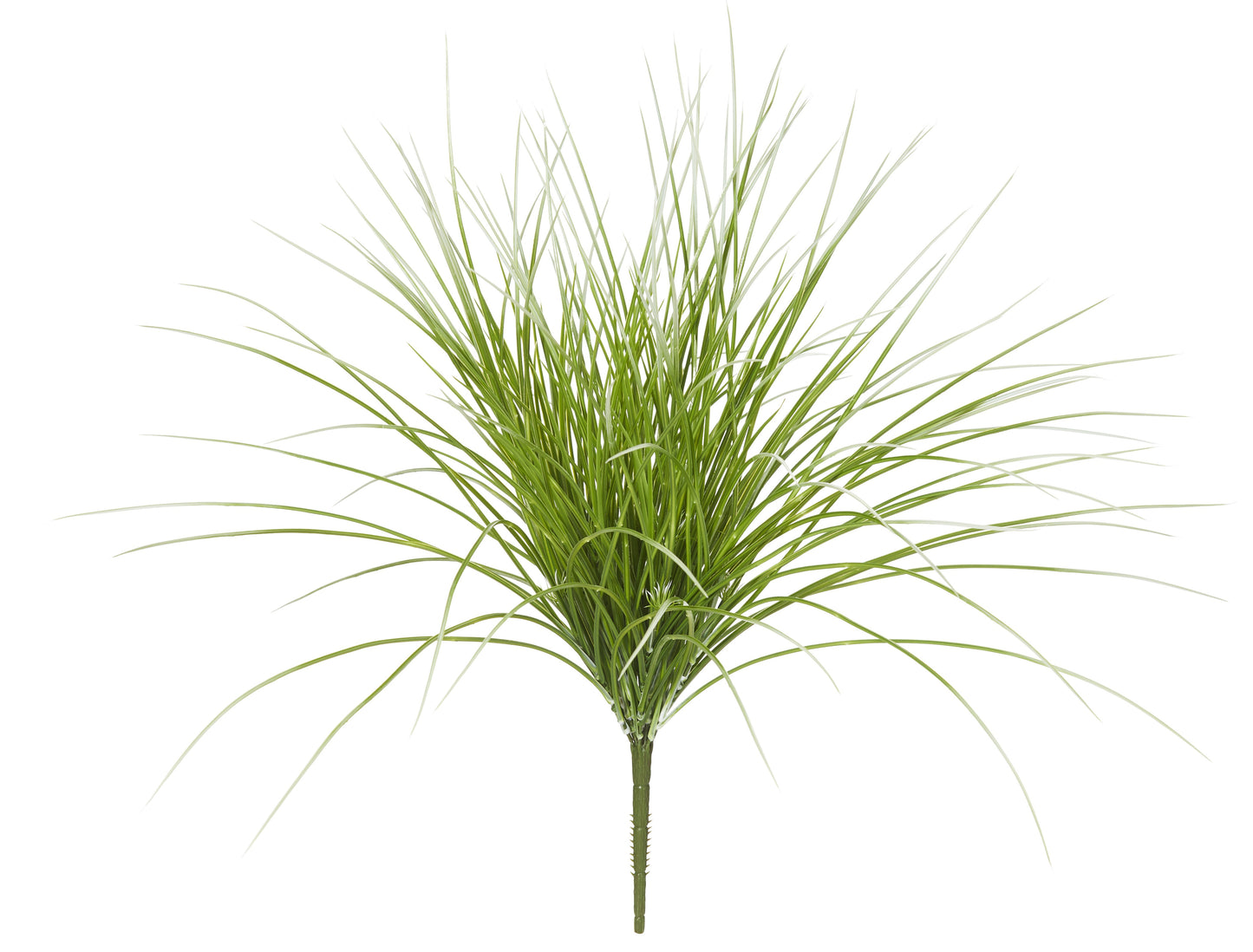 River Grass Bush