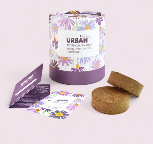 Swan River Daisies Grow Kit