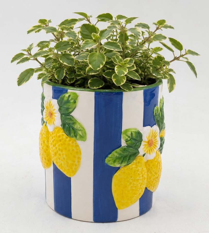 Lemoncello Planter Blue 10cm