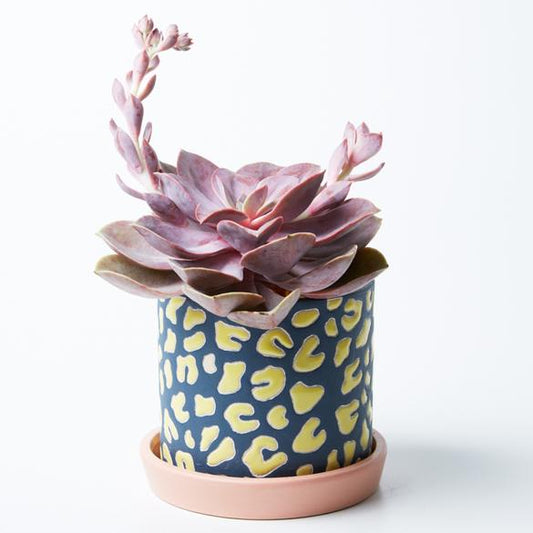 Panther Pot Blue