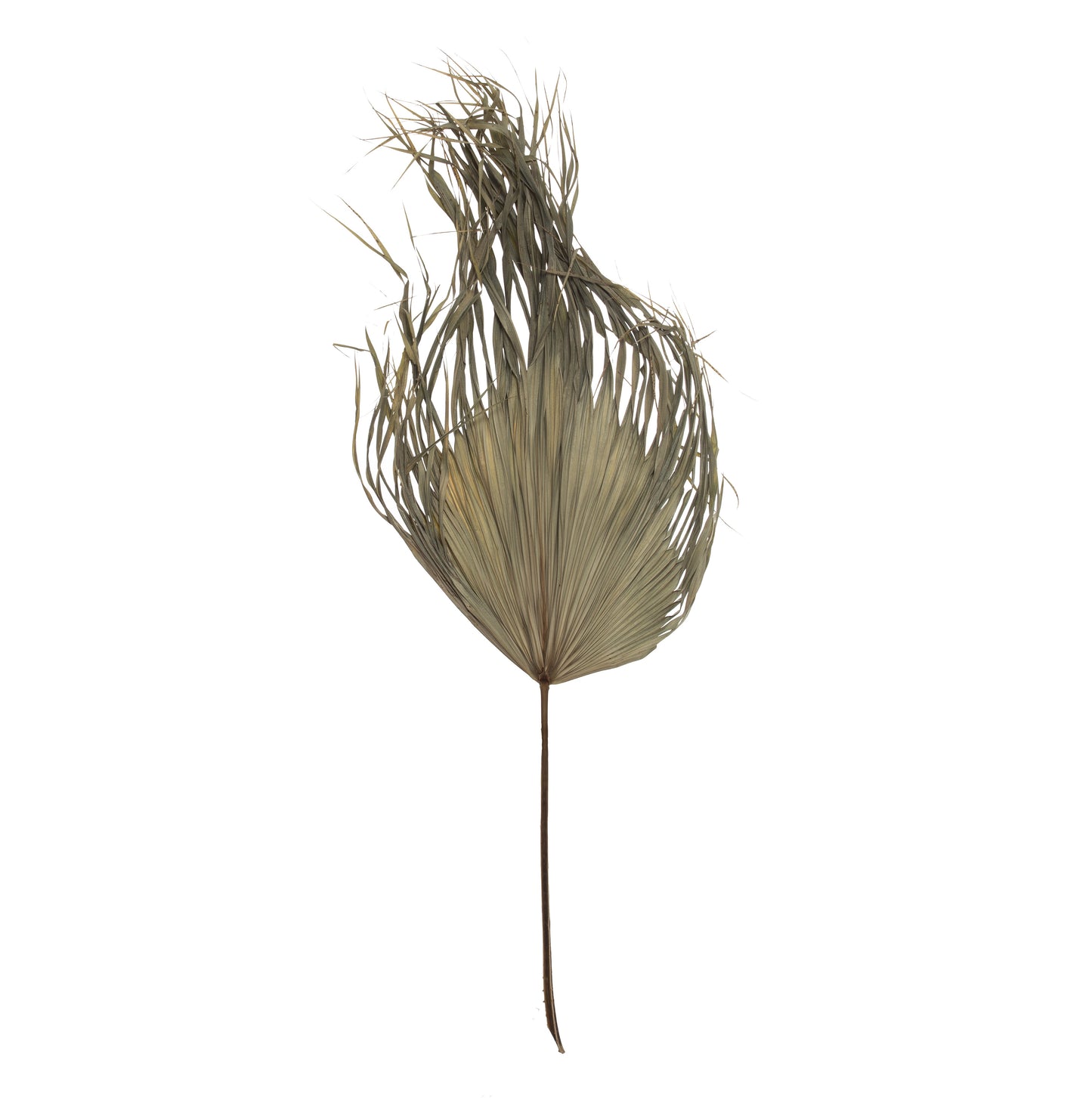 Palm Stem - Dried Fan