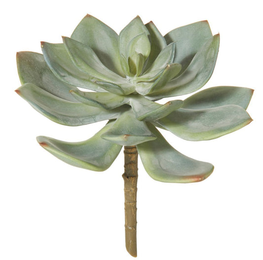 Echeveria - Green