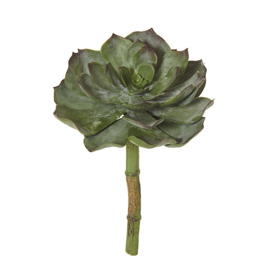 Allegra Echeveria - Green/Burgundy