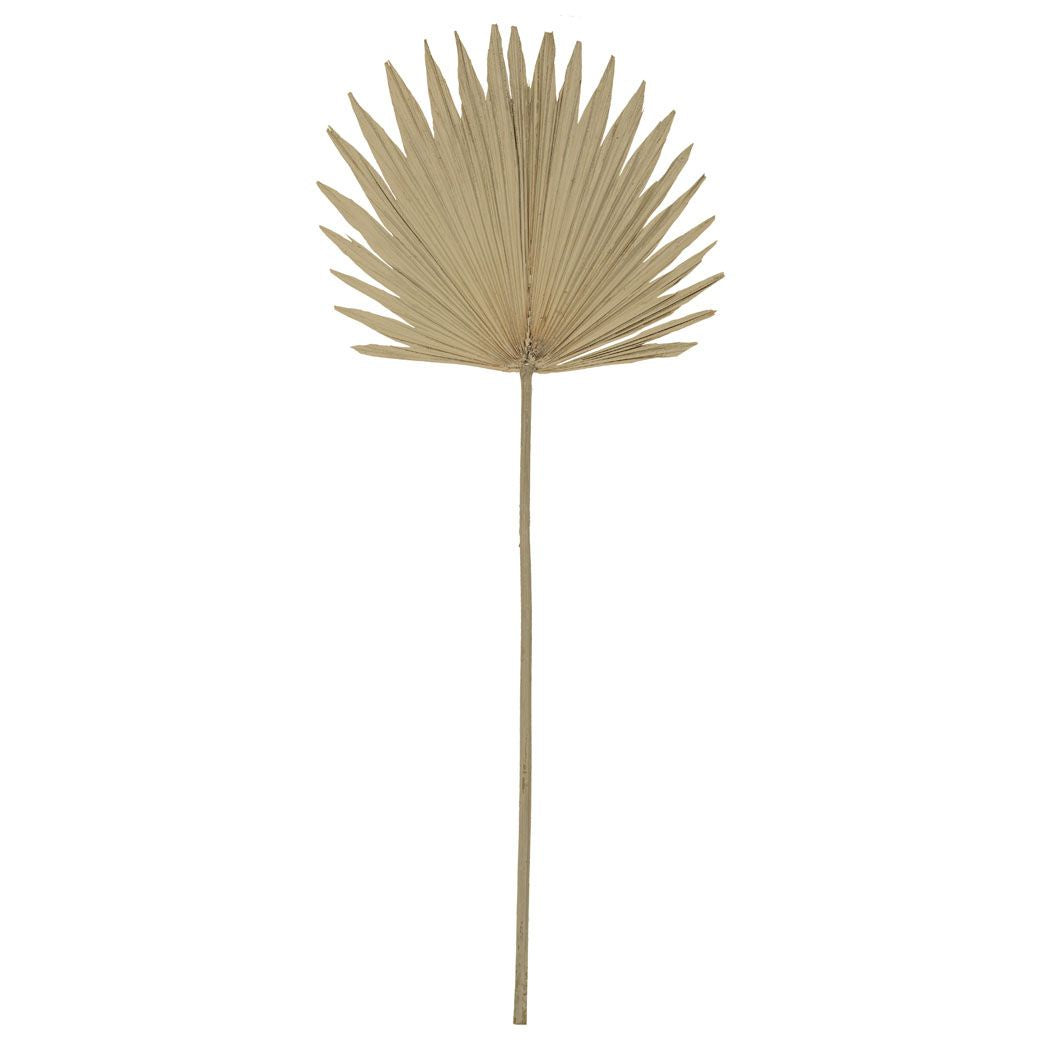 Dried Sun Fan Palm Stem (103cm)