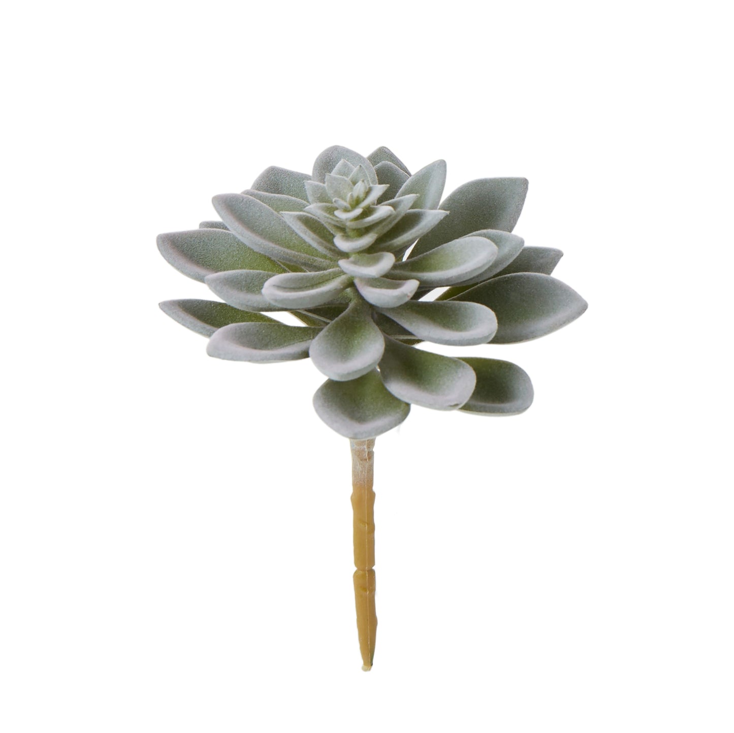 Echeveria Succulent 14cm