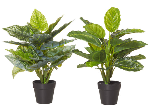 Variegated Indoor Plant