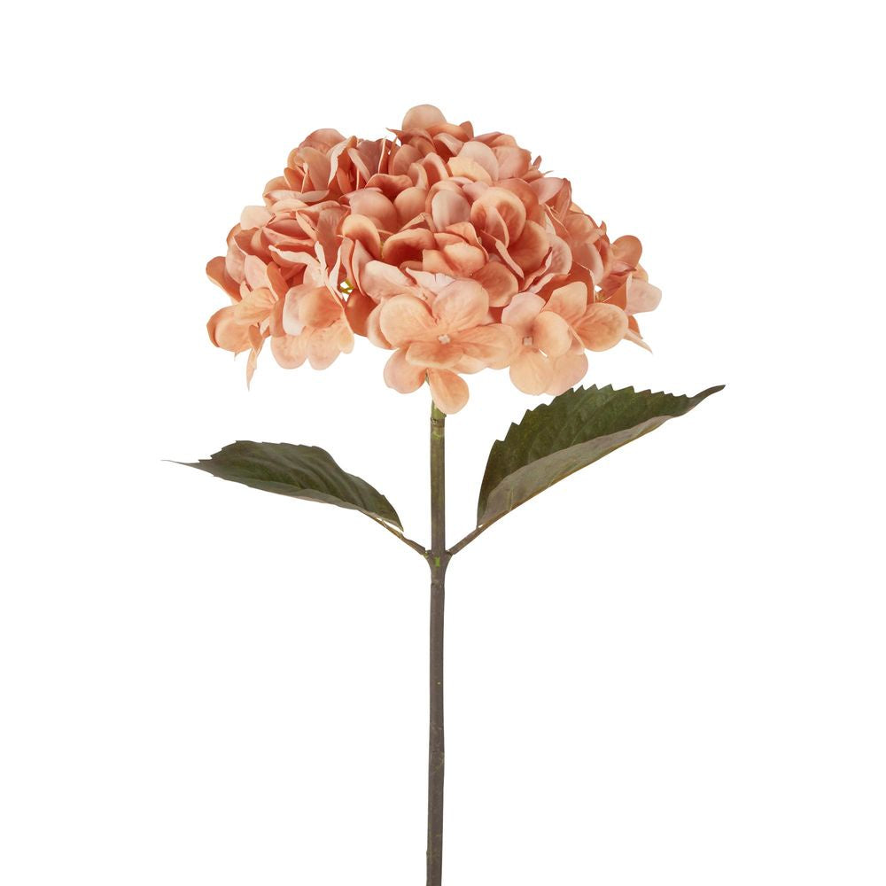 Dried Hydrangea Stem 48cm Apricot