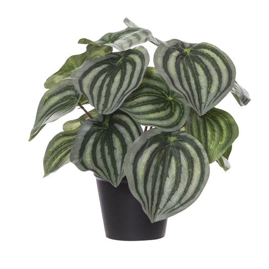 Peperomia Bush - Garden Pot