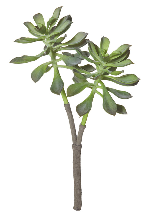 Echeveria Stem