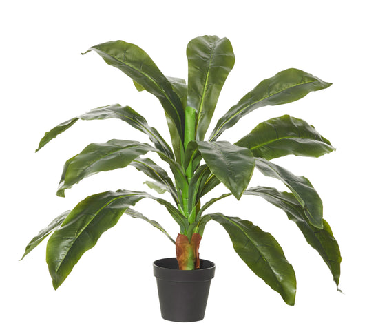 Birds Nest Plant