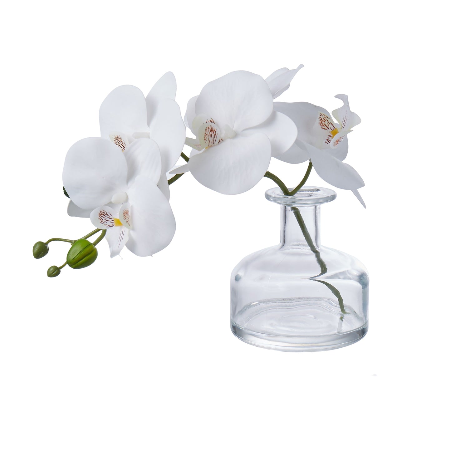 Phalaenopsis - Glass Vase