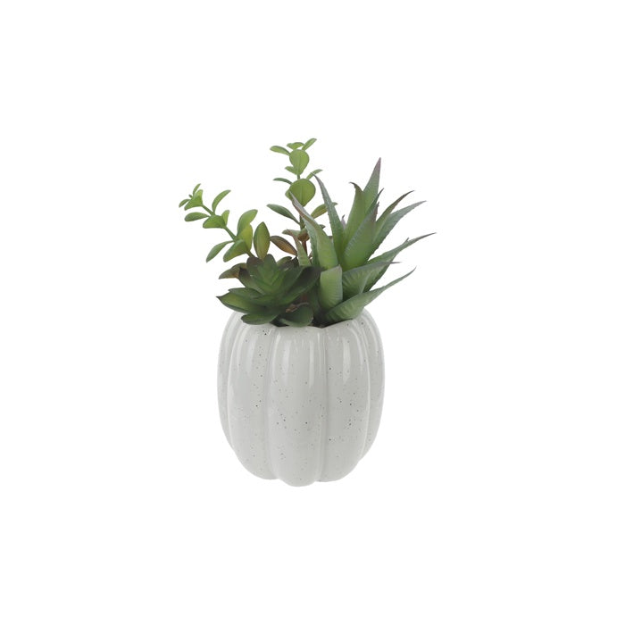 Hoyle Ceramic Premade Mixed Succulent Pot