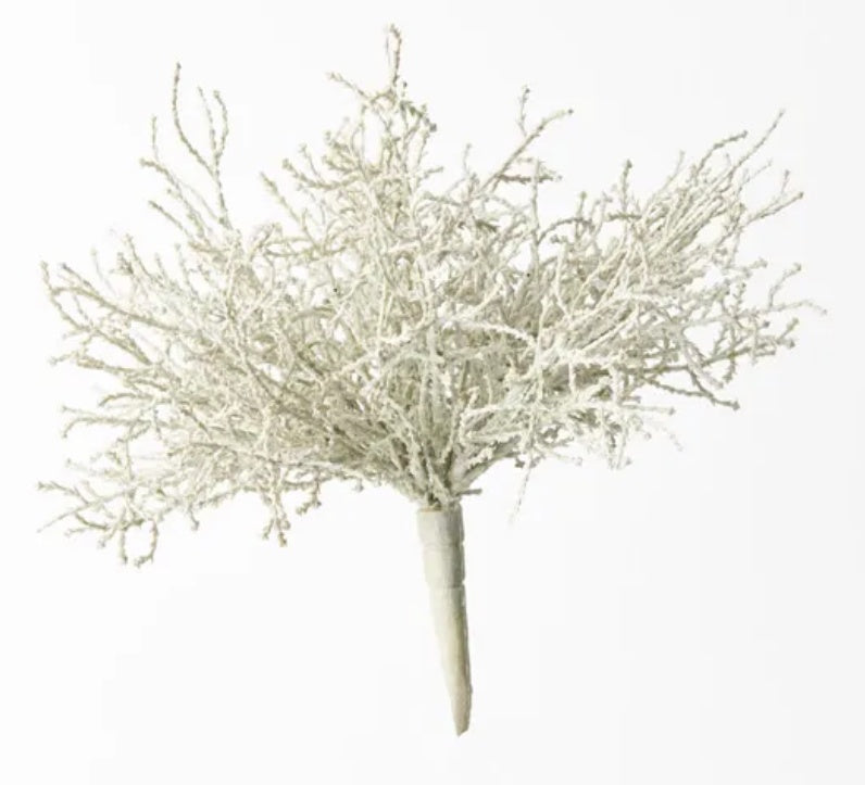 Santolina Bush