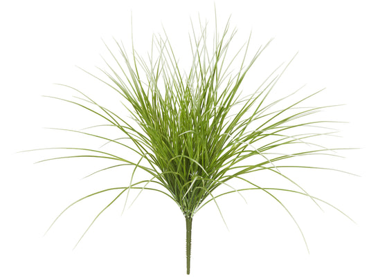 River Grass Bush