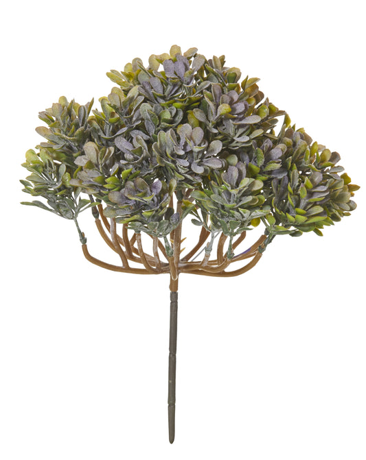 Boxwood Bush