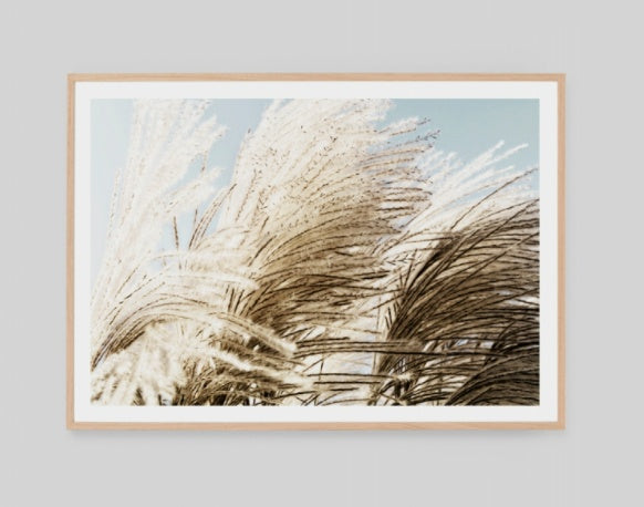 Windswept Pampas