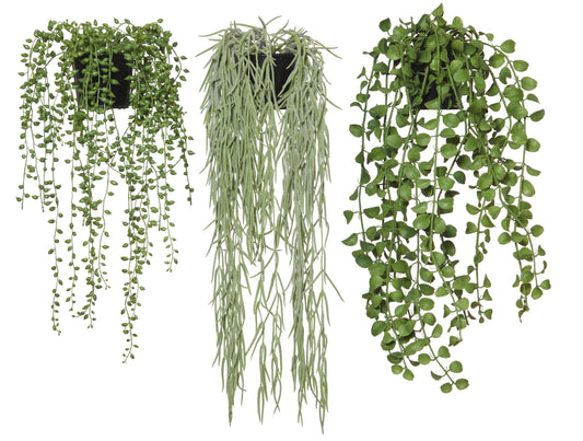 Pot assorted - String of Pearls or Angel Vine Hoya